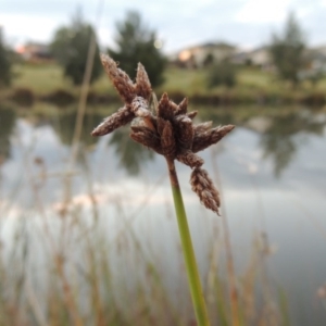 Schoenoplectus tabernaemontani at Bonython, ACT - 15 Apr 2015