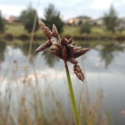 Schoenoplectus tabernaemontani (River Club-rush) at Bonython, ACT - 15 Apr 2015 by MichaelBedingfield