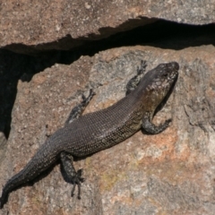 Egernia cunninghami (Cunningham's Skink) at Chapman, ACT - 13 Sep 2018 by SWishart