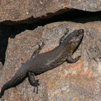 Egernia cunninghami (Cunningham's Skink) at Cooleman Ridge - 13 Sep 2018 by SWishart