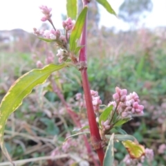 Persicaria decipiens (Slender Knotweed) at Bonython, ACT - 15 Apr 2015 by MichaelBedingfield