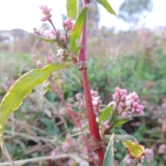 Persicaria decipiens (Slender Knotweed) at Stranger Pond - 15 Apr 2015 by michaelb