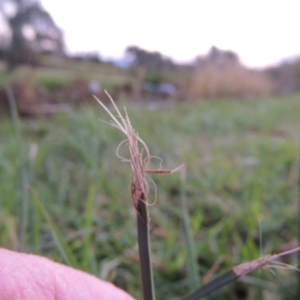 Schoenoplectus pungens at Bonython, ACT - 15 Apr 2015