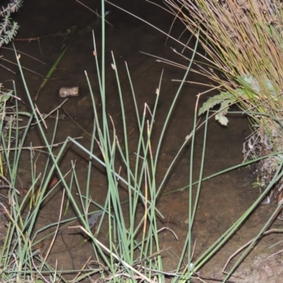 Schoenoplectus pungens (Common Three-Square) at Bonython, ACT - 15 Apr 2015 by MichaelBedingfield