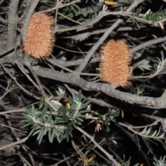 Banksia marginata (Silver Banksia) at Bonython, ACT - 15 Apr 2015 by MichaelBedingfield