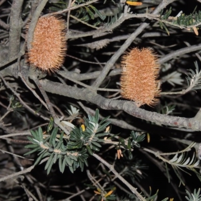 Banksia marginata (Silver Banksia) at Stranger Pond - 15 Apr 2015 by michaelb
