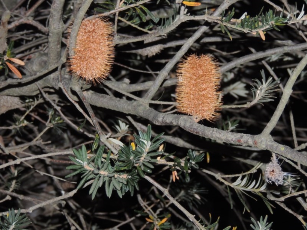 Banksia marginata at Bonython, ACT - 15 Apr 2015