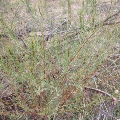 Indigofera adesmiifolia (Tick Indigo) at Torrens, ACT - 15 Apr 2015 by George