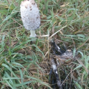 Coprinus comatus at Acton, ACT - 16 Apr 2015