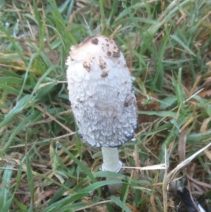 Coprinus comatus at Acton, ACT - 16 Apr 2015 12:00 AM