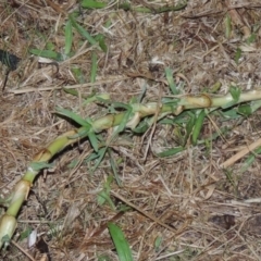 Cenchrus clandestinus (Kikuyu Grass) at Bonython, ACT - 15 Apr 2015 by MichaelBedingfield