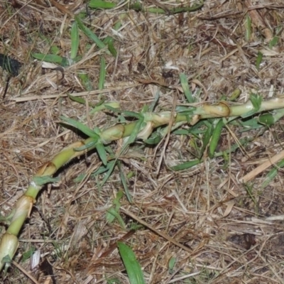 Cenchrus clandestinus (Kikuyu Grass) at Bonython, ACT - 15 Apr 2015 by michaelb