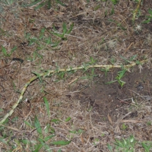 Cenchrus clandestinus at Bonython, ACT - 15 Apr 2015 07:19 PM