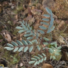 Indigofera australis subsp. australis (Australian Indigo) at Majura, ACT - 17 Apr 2015 by SilkeSma