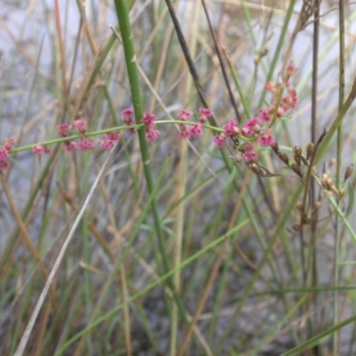Haloragis heterophylla (Variable Raspwort) at Mount Ainslie - 17 Apr 2015 by SilkeSma