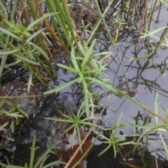 Haloragis heterophylla at Majura, ACT - 18 Apr 2015 09:52 AM