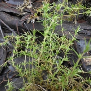 Stellaria pungens at Majura, ACT - 18 Apr 2015