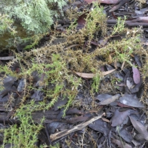 Stellaria pungens at Majura, ACT - 18 Apr 2015 10:36 AM