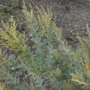 Acacia cultriformis at Majura, ACT - 18 Apr 2015