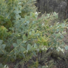 Acacia cultriformis at Majura, ACT - 18 Apr 2015