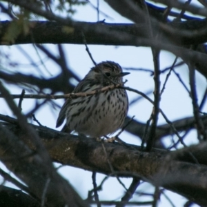 Pyrrholaemus sagittatus at Stromlo, ACT - 13 Sep 2018