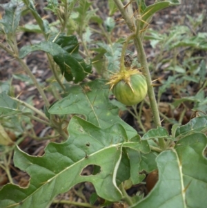 Solanum cinereum at Majura, ACT - 18 Apr 2015