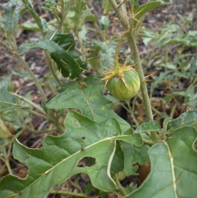 Solanum cinereum (Narrawa Burr) at Mount Ainslie - 18 Apr 2015 by SilkeSma
