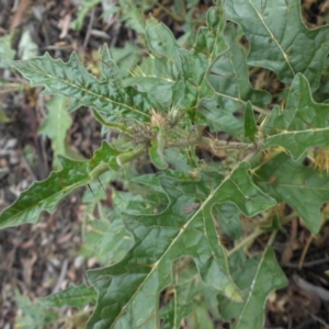 Solanum cinereum at Majura, ACT - 18 Apr 2015