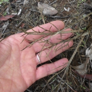 Eryngium ovinum at Majura, ACT - 18 Apr 2015