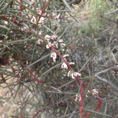 Hakea decurrens subsp. decurrens (Bushy Needlewood) at Majura, ACT - 18 Apr 2015 by SilkeSma