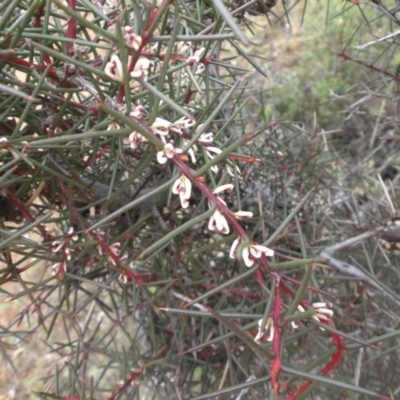 Hakea decurrens subsp. decurrens (Bushy Needlewood) at Mount Ainslie - 18 Apr 2015 by SilkeSma