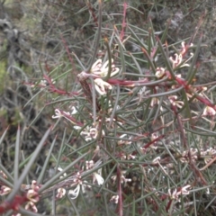 Hakea decurrens subsp. decurrens at Majura, ACT - 18 Apr 2015