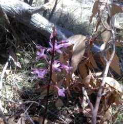Dipodium punctatum (Blotched Hyacinth Orchid) at Rendezvous Creek, ACT - 6 Jan 2014 by jeremyahagan