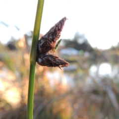 Schoenoplectus pungens (Common Three-Square) at Upper Stranger Pond - 16 Apr 2015 by michaelb