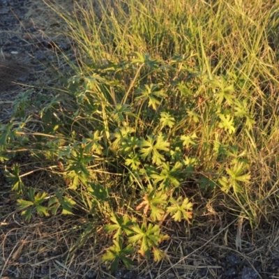 Geranium sp. (Geranium) at Isabella Plains, ACT - 16 Apr 2015 by MichaelBedingfield