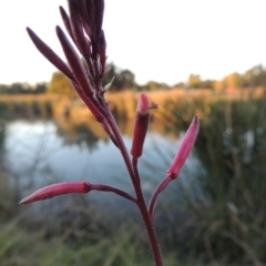 Oenothera lindheimeri (Clockweed) at Isabella Plains, ACT - 16 Apr 2015 by MichaelBedingfield