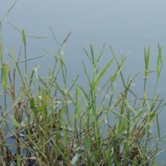 Paspalum distichum (Water Couch) at Monash, ACT - 16 Apr 2015 by MichaelBedingfield