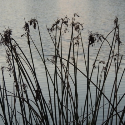 Schoenoplectus validus (River Club-rush) at Tuggeranong Creek to Monash Grassland - 16 Apr 2015 by michaelb