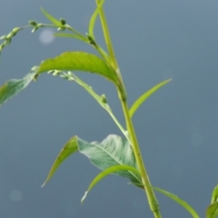 Persicaria hydropiper (Water Pepper) at Tuggeranong Creek to Monash Grassland - 16 Apr 2015 by michaelb