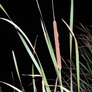 Typha domingensis at Monash, ACT - 16 Apr 2015 07:34 PM