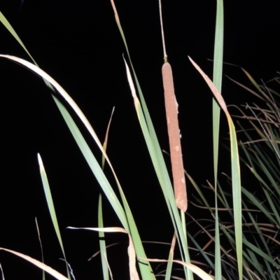 Typha domingensis (Bullrush) at Monash, ACT - 16 Apr 2015 by michaelb