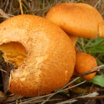 Gymnopilus junonius (Spectacular Rustgill) at Stromlo, ACT - 17 Apr 2015 by MichaelMulvaney