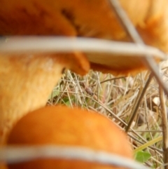 Gymnopilus junonius at Stromlo, ACT - 18 Apr 2015