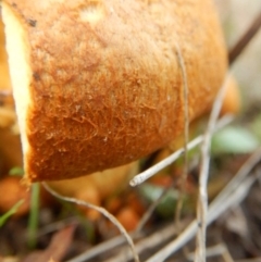 Gymnopilus junonius at Stromlo, ACT - 18 Apr 2015