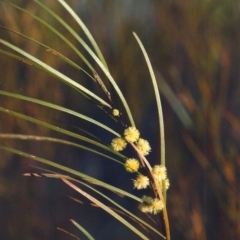 Acacia elongata (Swamp Wattle) at Greenway, ACT - 13 Oct 2007 by michaelb