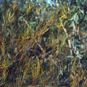 Acacia elongata at Greenway, ACT - 14 Oct 2007