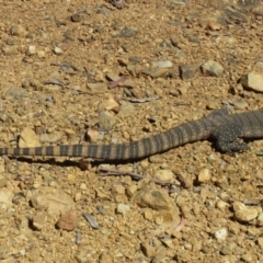 Varanus rosenbergi (Heath or Rosenberg's Monitor) at Cotter River, ACT - 4 Nov 2014 by JoshMulvaney