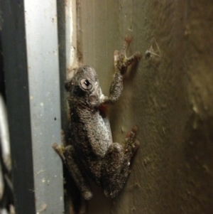 Litoria peronii at Fyshwick, ACT - 26 Feb 2015