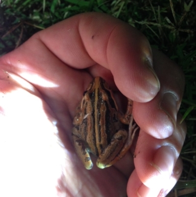 Limnodynastes peronii (Brown-striped Frog) at Jerrabomberra Wetlands - 26 Feb 2015 by JoshMulvaney