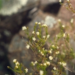 Asperula ambleia (Stiff Woodruff) at Gigerline Nature Reserve - 21 Sep 2005 by michaelb